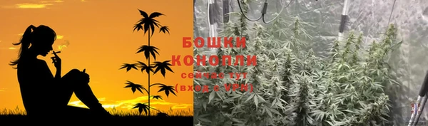 сатива Беломорск
