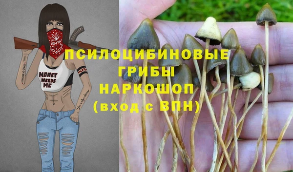 сатива Беломорск
